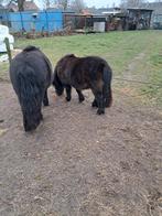 shetlanders, Dieren en Toebehoren, Merrie, Onbeleerd, Recreatiepony, Met stamboom