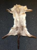 Antieke  huid van ????? +- 1940, Enlèvement ou Envoi