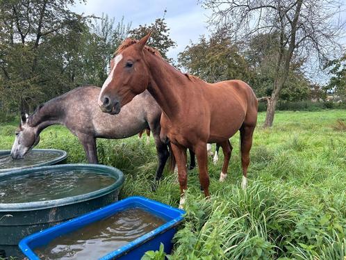 Jonge hengst, Dieren en Toebehoren, Paarden, Hengst, Onbeleerd, 160 tot 165 cm, Springpaard, Met stamboom, Gechipt, Ontwormd, Ingeënt