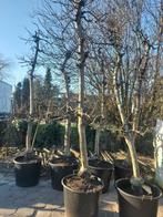 Mooie Appelbomen (Elstar), Tuin en Terras, Planten | Bomen, In pot, Overige soorten, 250 tot 400 cm, Ophalen of Verzenden