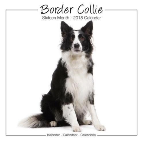 Calendrier Border Collie 2018, Divers, Calendriers, Neuf, Calendrier annuel, Envoi