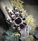 Acanthoscuria geniculata, Dieren en Toebehoren, Insecten en Spinnen