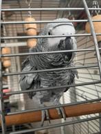 Halftamme grijze roodstaartpapegaai, Dieren en Toebehoren, Geringd