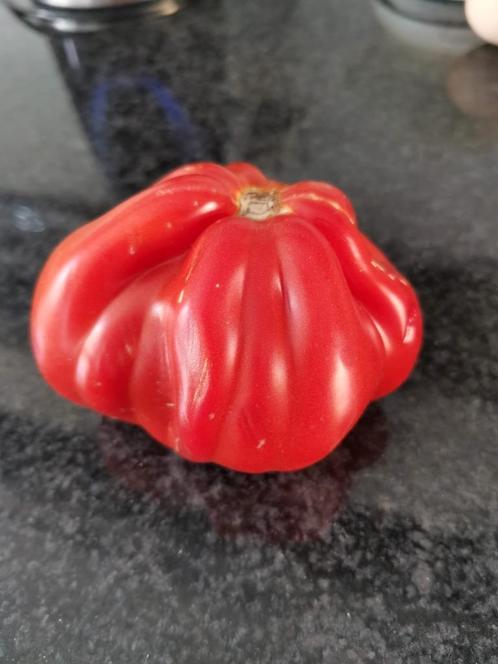 5 zaden tomaat Canestrino della Garfagnana - bio, Tuin en Terras, Bloembollen en Zaden, Zaad, Voorjaar, Volle zon, Verzenden