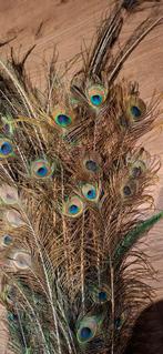 Grote partij echte pauwenveren, Huis en Inrichting, Woonaccessoires | Droogbloemen, Ophalen