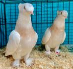 Takla Tumbler Pigeons, Pigeon culbutant ou Roller, Plusieurs animaux