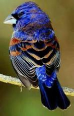 De blauwe guiraca (Passerina caerulea) of blauwe Grosbeak, Meerdere dieren, Tropenvogel, Geringd