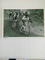 wielrenners, cyclistes, oude persfoto Tom Simpson, Verzamelen, Ophalen, Zo goed als nieuw, Overige onderwerpen, Foto