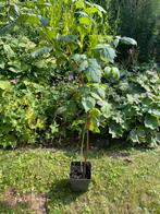 Frambozenstruik 60 cm, Ophalen, Volle zon, Vaste plant, Zomer