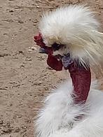 NAAKTHALS ZIJDEHOENDER(showgirl), Dieren en Toebehoren, Kip, Mannelijk