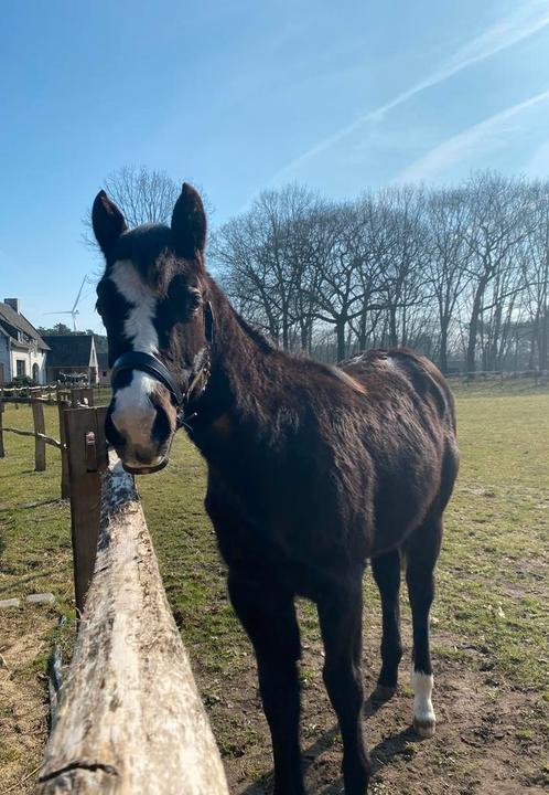 Merrie / ruin gezocht, Dieren en Toebehoren, Paarden, Merrie, Zadelmak, 160 tot 165 cm, 7 tot 10 jaar, Westernpaard, Gechipt, Ontwormd
