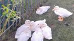 Peking eend en rouaan halfwas, Dieren en Toebehoren, Pluimvee, Eend