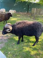 Gecastreerde Ouessantbok, Dieren en Toebehoren, Schapen, Geiten en Varkens, Mannelijk, Schaap, 6 jaar of ouder