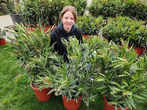 Oleanders, Tuin en Terras, Planten | Tuinplanten, Vaste plant, Overige soorten, Volle zon, Lente, Ophalen