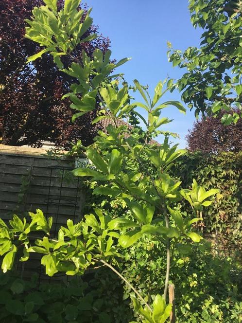 Quercus nigra, Tuin en Terras, Planten | Bomen, Zuilboom, 100 tot 250 cm, Ophalen