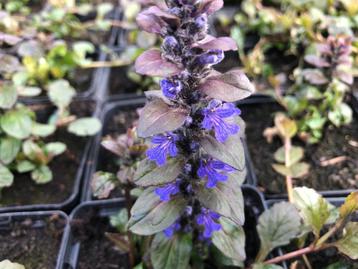 Ajuga reptans (kruipend zenegroen)