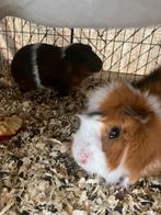 2 kalkoenvarkens (mannelijk) om te geven met al materiaal, Dieren en Toebehoren, Knaagdieren, Mannelijk, Cavia, Tam