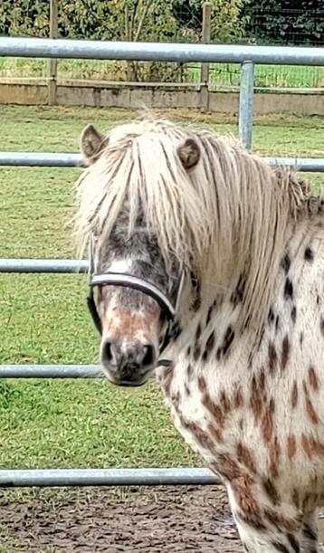 Betrouwbare A pony beschikbaar voor biedingen