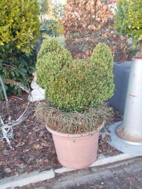 BUXUS  Gesneden op Kip, Tuin en Terras, Planten | Struiken en Hagen, Struik, Buxus, Minder dan 100 cm, Ophalen of Verzenden