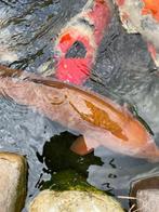 koi vis, Dieren en Toebehoren, Vissen | Vijvervissen, Karper of Koi