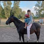 Hackney pony te koop, Dieren en Toebehoren, Pony's, Merrie