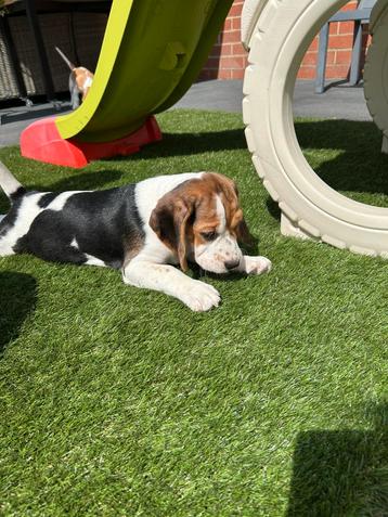 Lieve beagle pups beschikbaar voor biedingen