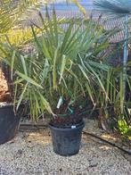 Rhapidophyllum hystrix. Sterkste palmboom die er is, Tuin en Terras, Planten | Tuinplanten, Ophalen of Verzenden
