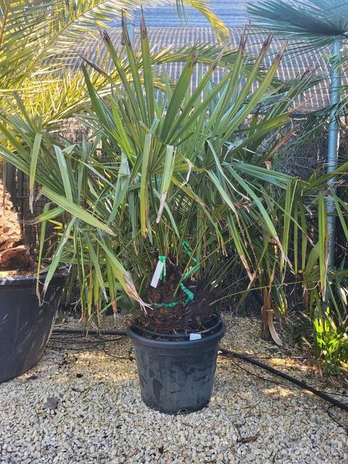 Rhapidophyllum hystrix. Sterkste palmboom die er is, Tuin en Terras, Planten | Tuinplanten, Ophalen of Verzenden
