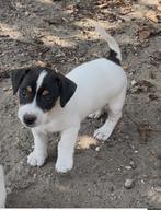 Jack Russell pups, Dieren en Toebehoren, België, Fokker | Hobbymatig, Jack Russell Terriër, 8 tot 15 weken