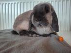 Lieve gecastreerde ram (konijn), Dieren en Toebehoren, Mannelijk, Dwerg, Hangoor, 3 tot 5 jaar