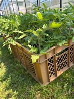 Tomatenplanten Roma, Tuin en Terras, Ophalen