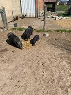Minivarkens biggen, Dieren en Toebehoren, Meerdere dieren, Varken, 0 tot 2 jaar