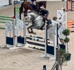 Fantastisch springpaard ruin, Dieren en Toebehoren, Stalling en Weidegang