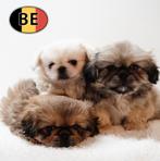 Pekingese pups te koop – Kleine schatten om te ontdekken, Parvo, België, 8 tot 15 weken, Meerdere