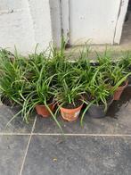 Scheuten van siergras morrowi, Jardin & Terrasse, Plantes | Jardin, Enlèvement ou Envoi, Plein soleil