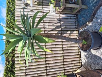 Prachtige agave attenuata binnen en buiten
Vanaf de lente bu beschikbaar voor biedingen