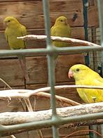 Berg parkieten pastel, Dieren en Toebehoren, Vogels | Parkieten en Papegaaien, Vrouwelijk, Parkiet, Geringd
