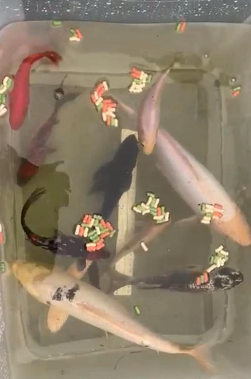 Vissen, Dieren en Toebehoren, Vissen | Aquariumvissen