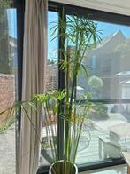 Papyrus plant, Huis en Inrichting, Kamerplanten, Ophalen