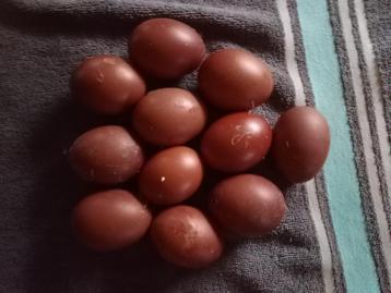 BROEDEIEREN MARANS beschikbaar voor biedingen