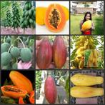 Meloenboom Papaja, een heerlijke abrikoos smakende vrucht., Plein soleil, Printemps, Enlèvement ou Envoi, Plantes fruitières