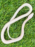 Korenslang 3 maand, soort: Scaleless Snow (Super) Tessera, Dieren en Toebehoren, Reptielen en Amfibieën, Slang, Tam, 0 tot 2 jaar