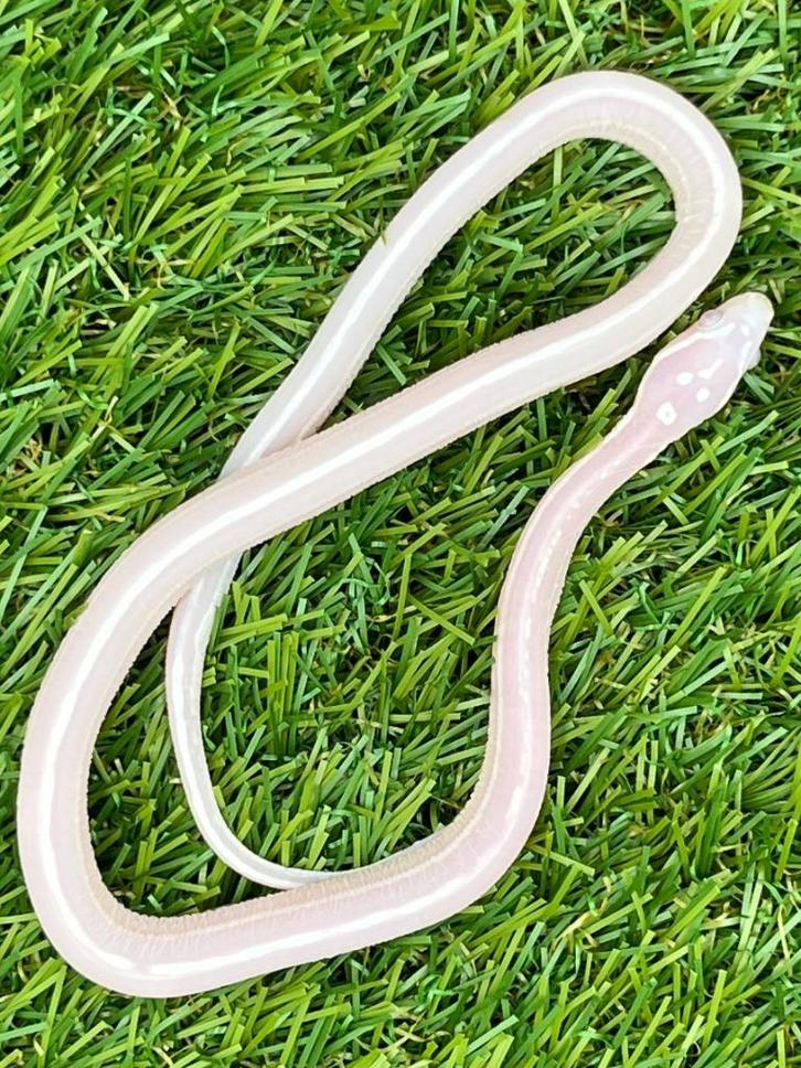 Korenslang 3 maand, soort: Scaleless Snow (Super) Tessera, Dieren en Toebehoren, Reptielen en Amfibieën, Slang, 0 tot 2 jaar, Tam