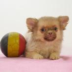 Pomchi puppy's te koop (Belgisch), Dieren en Toebehoren, Honden | Chihuahua's en Gezelschapshonden, België, CDV (hondenziekte)