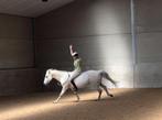Onze gouden pony zoekt een nieuw hart om te veroveren, Dieren en Toebehoren, Pony's, Springpony, 11 jaar of ouder, Merrie, Gechipt