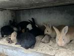 Konijn, Animaux & Accessoires, Lapins, Plusieurs animaux, Grand, 0 à 2 ans