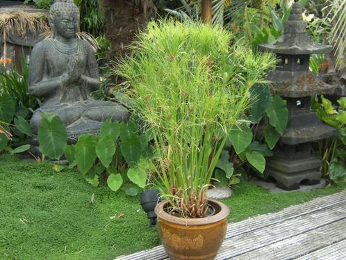 Papyrus Egypt, Tuin en Terras, Planten | Fruitbomen, Overige soorten, Minder dan 100 cm, Volle zon, Zomer, Ophalen