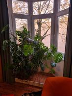 Monstera, Tuin en Terras, Ophalen