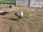 Jonge Zilverbrakel haan, Dieren en Toebehoren, Mannelijk, Kip