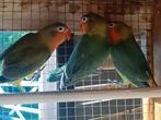 5 fisheri ( agapornis) 2025